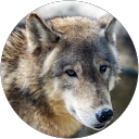 もん profile picture