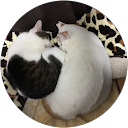 ねこママ profile picture