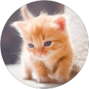 めぐ profile picture