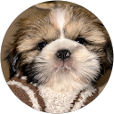 どんぐり profile picture