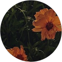 椎木 profile picture