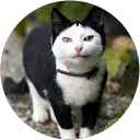 K Watanabe profile picture