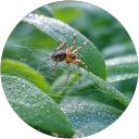 益虫蜘蛛男爵 profile picture