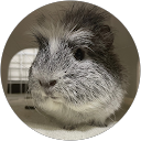 こあら profile picture