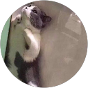 あじのあじ profile picture