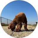 cocoa profile picture
