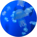 いっちー profile picture