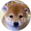 niko niko profile picture
