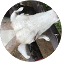maa profile picture