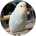 こみん profile picture
