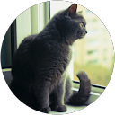 ぱた profile picture