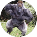 R M. profile picture