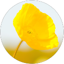 Yoshio Sato profile picture