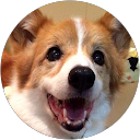 MAYUMI umecorgi profile picture