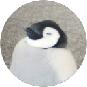 N T profile picture