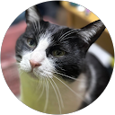 はぎしりはぎぎ profile picture