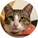 MAKI TOYODA profile picture