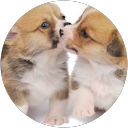 わんわん profile picture