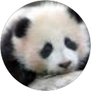 クマもん profile picture