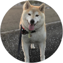 イワンコフ profile picture