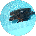 Y S profile picture