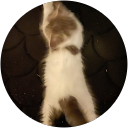 もこもこ profile picture
