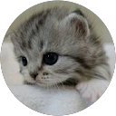 もーりんふぁんたじー profile picture
