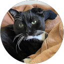 くろねこ profile picture