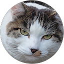 B&W cat profile picture