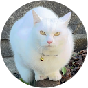 にゃろめえ profile picture