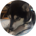 柴犬まっく profile picture